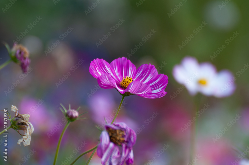Fototapeta premium Pink garden cosmos flower in the garden of the nature. 