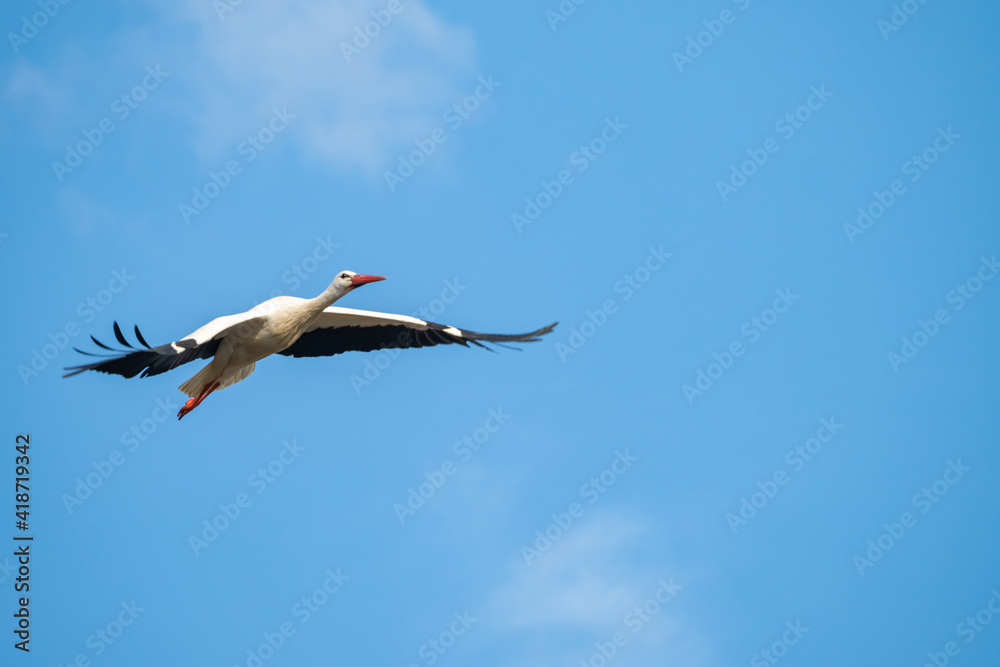 Fototapeta premium Stork flying through the air to it's nest in bird sanctuary