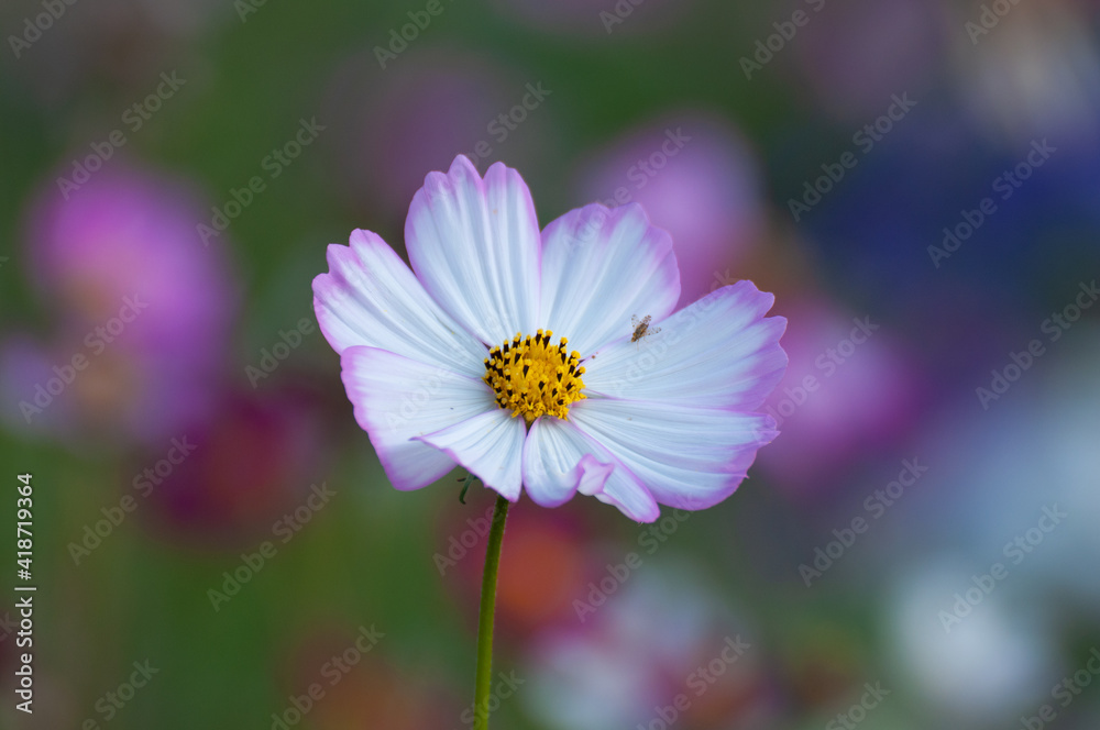 Pink garden cosmos flower in the garden of the nature. Pink garden cosmos flower in the garden of the nature.