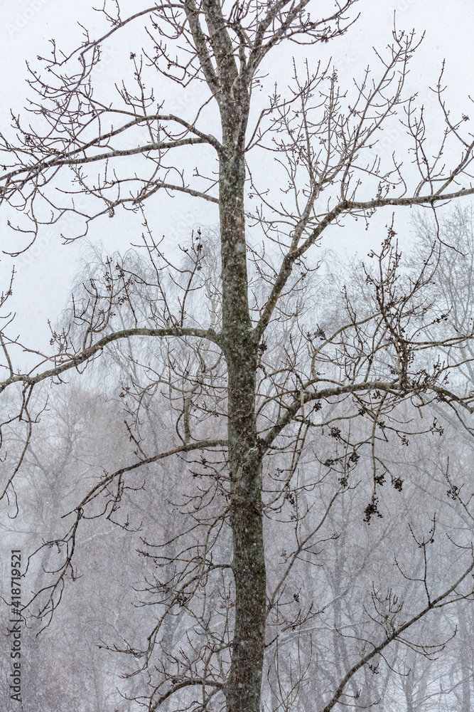 Dry tree in winter fog on cloudy snowy evening