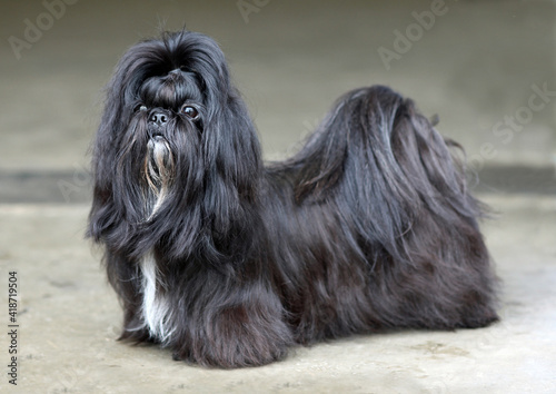 solid black shih tzu