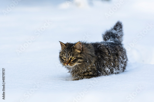 The cat makes his way through the snow © Андрій П'ятничка
