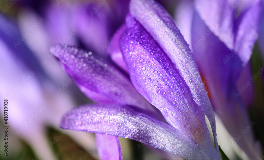 Fototapeta premium Close up of purple crocus petals covered with water droplets in springtime