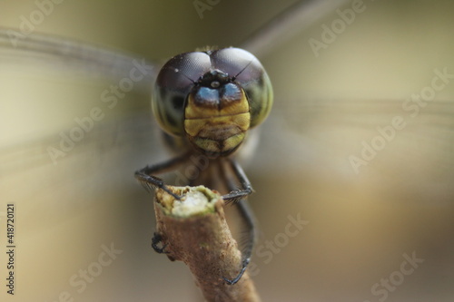 dragonfly on a leaf(Potamarcha congener) photo