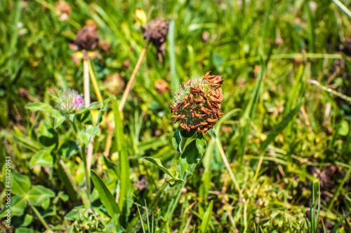 View of a pine cone shaped plant brown in color