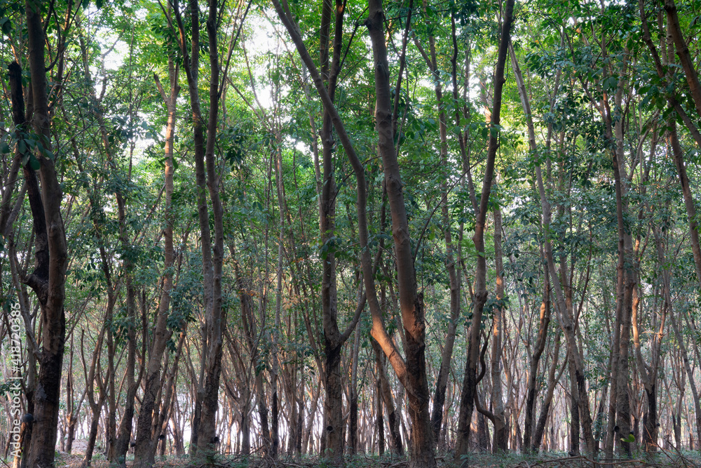 Obraz premium Beside view of rubber tree in the vast forest. There are traces of cutting for agricultural products.