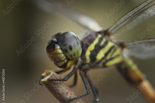 close up of a dragonfly(Potamarcha congener) © Sutana