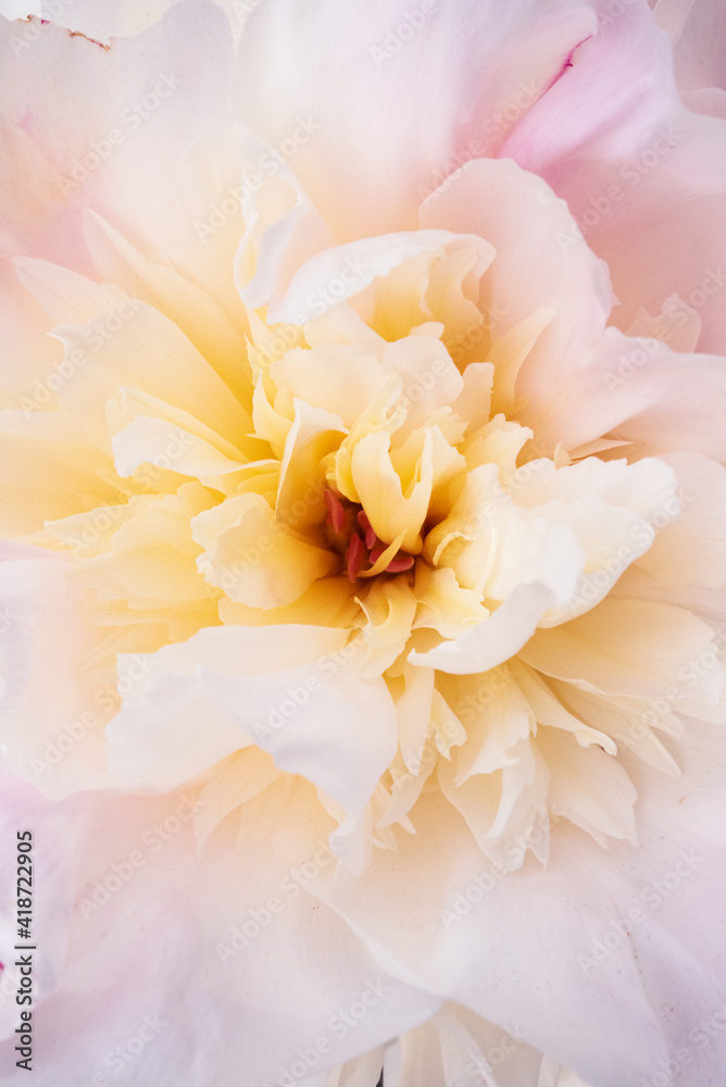 Obraz premium Peony close up