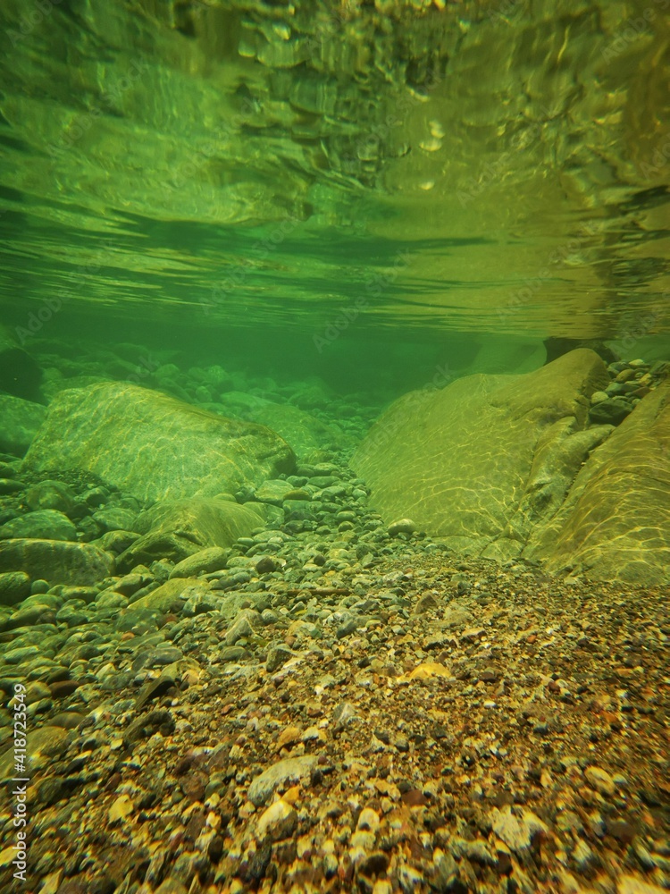green leaves in the water