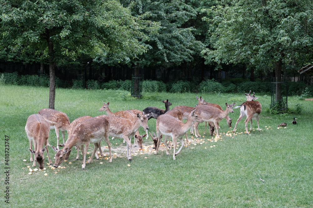 Young deers on a clearing in front of a forest Young deers on a clearing in front of a forest
