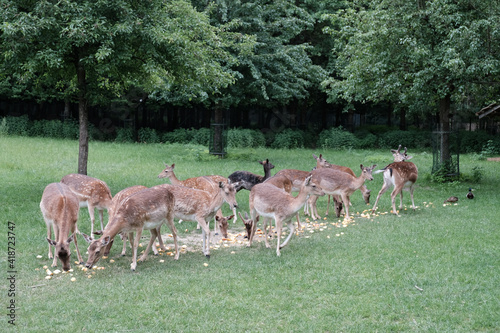 Young deers on a clearing in front of a forest