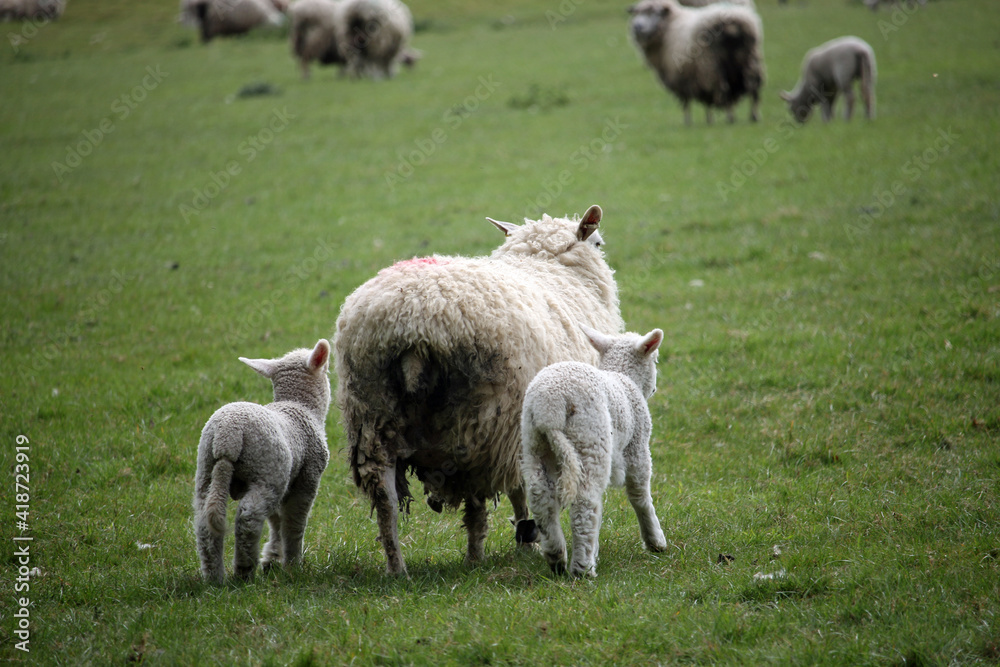 Fototapeta premium Sheep ewe with lambs