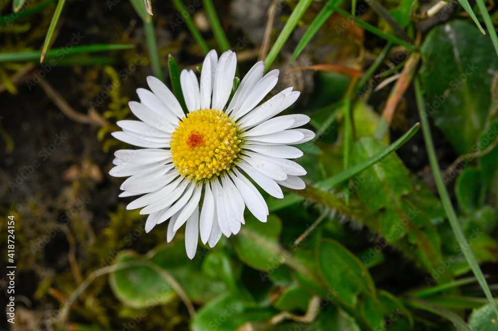 Wild daisy with a yellow flower head growing in a grass lawn Wild daisy with a yellow flower head growing in a grass lawn