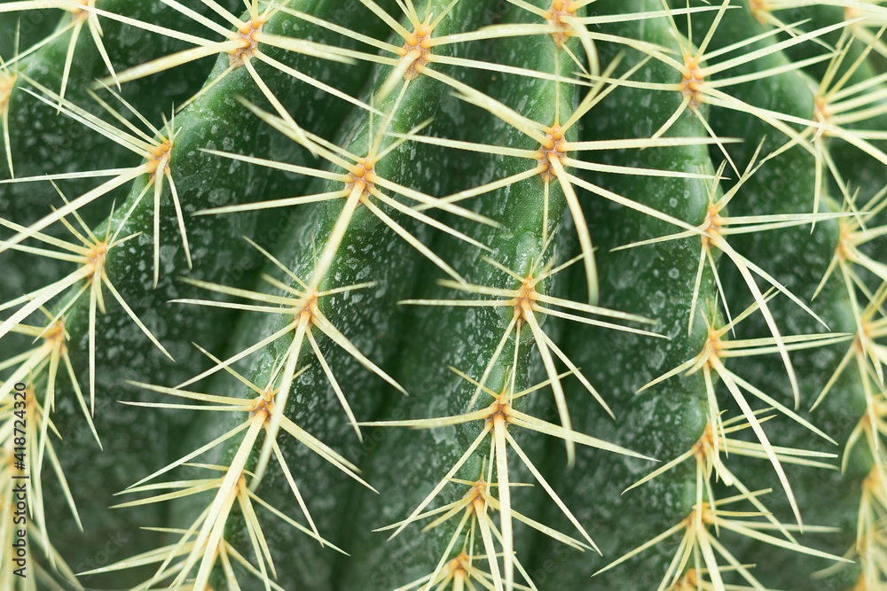 Cactus spines close up, spines texture selected focus Cactus spines close up, spines texture selected focus