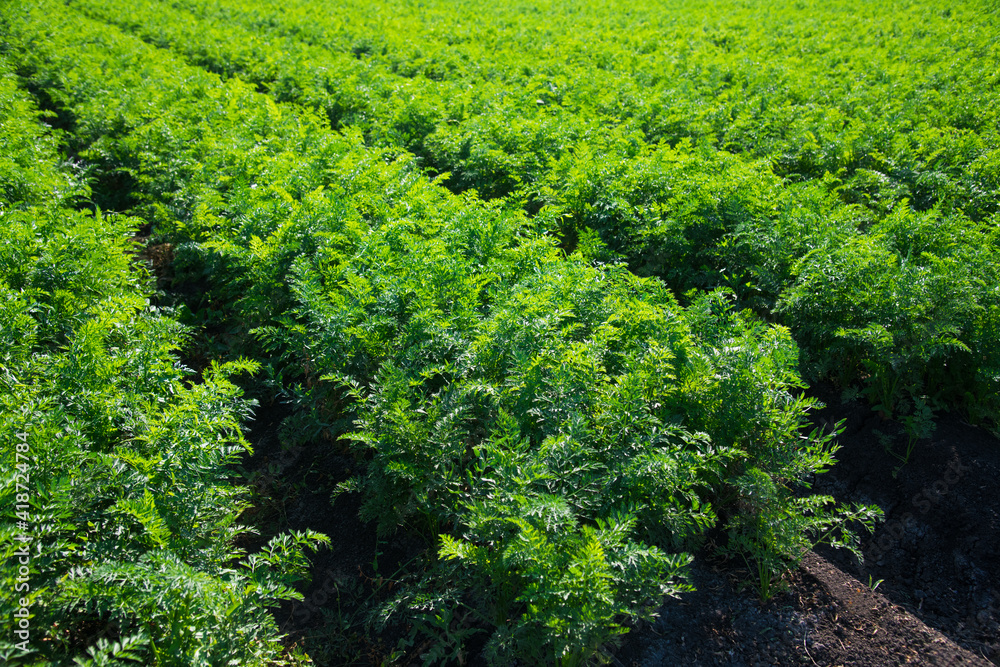 The field where carrots grow