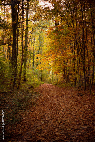 Forest in autumn © Dragos