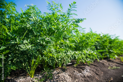 A field where carrots grow