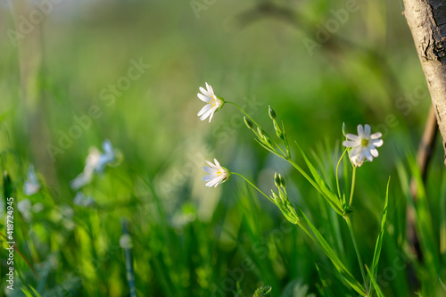 Rabelera holostea, known as greater stitchwort, greater starwort and addersmeat is a perennial herbaceous flowering plant in the family Caryophyllaceae. White flowers greater stitchwort.