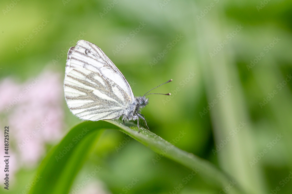 The green-veined white (Pieris napi) is a butterfly of the Pieridae family. Green-veined white (Pieris napi), family Pieridae. The green-veined white (Pieris napi) is a butterfly of the Pieridae family. Green-veined white (Pieris napi), family Pieridae.