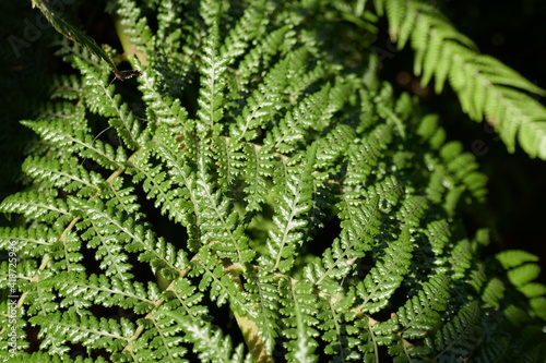 Green fern leaves