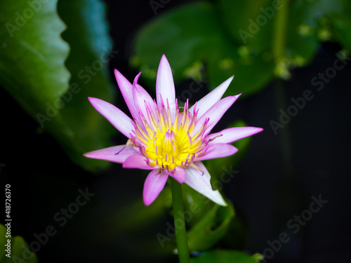 pink lotus flower