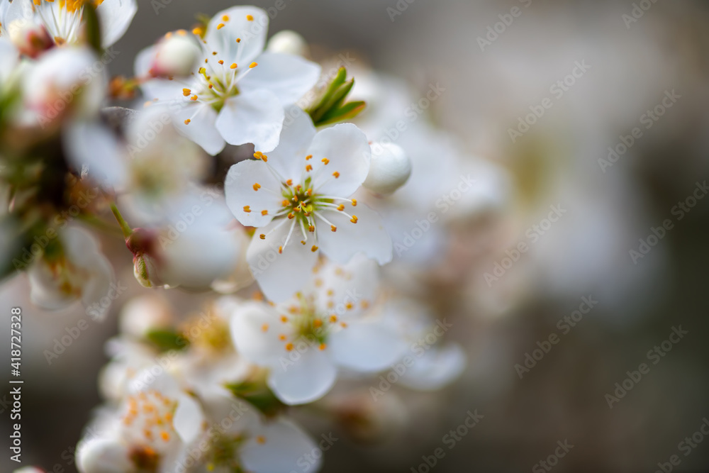 Blossom apple over nature background