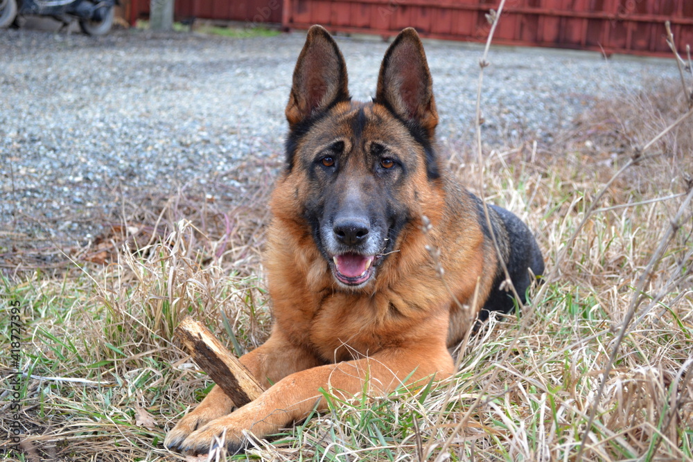 Naklejka premium german shepherd dog