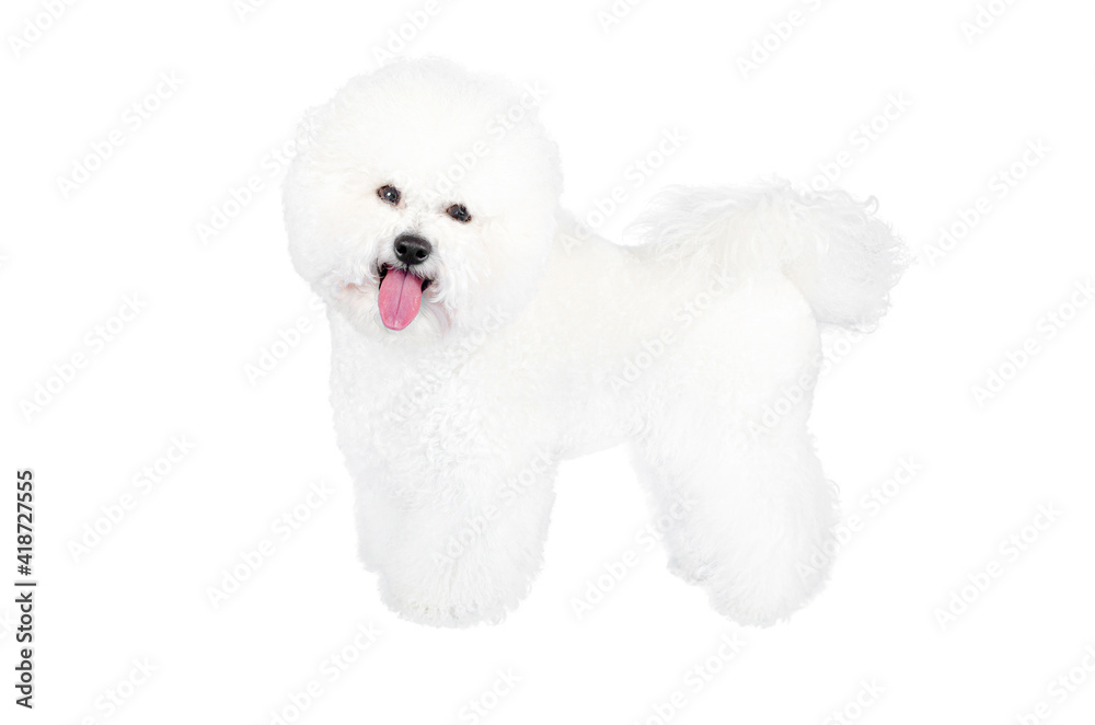 Bichon Frise posing and looking at the camera against a white background Bichon Frise posing and looking at the camera against a white background