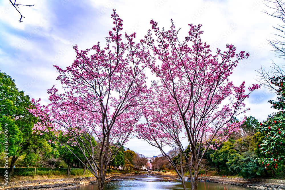 Obraz premium 晩冬の桜