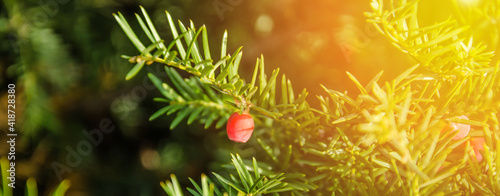 Banner natural background. Pacific Yew in the sun. Taxus brevifolia