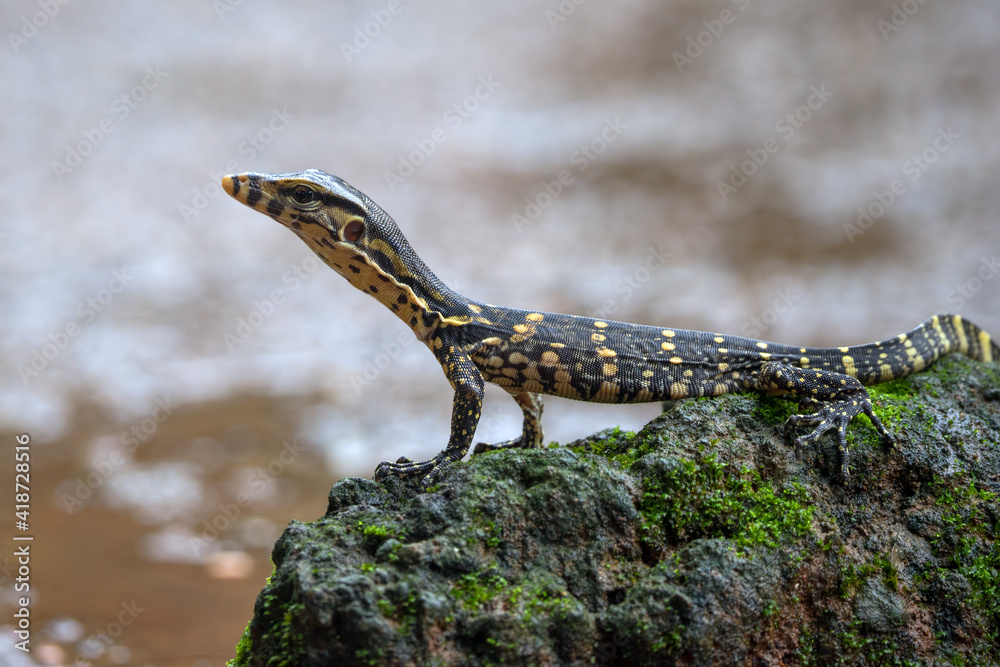 Naklejka premium Small Asian water monitor near the pond