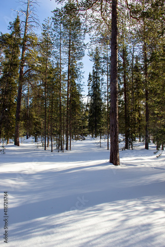 forest in winter