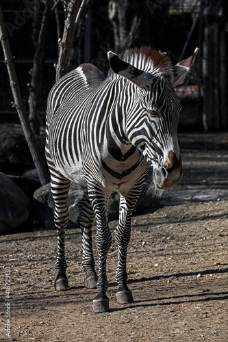 Grevy s zebra in the enclosure. Latin name - Equus grevyi 