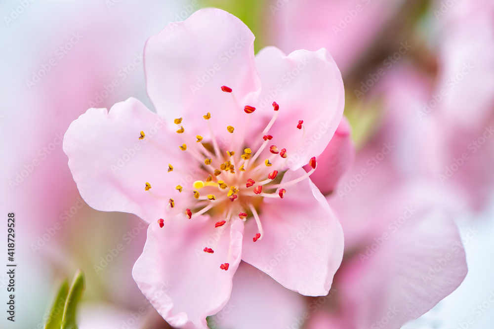 Obraz premium Fruit blossoms in spring