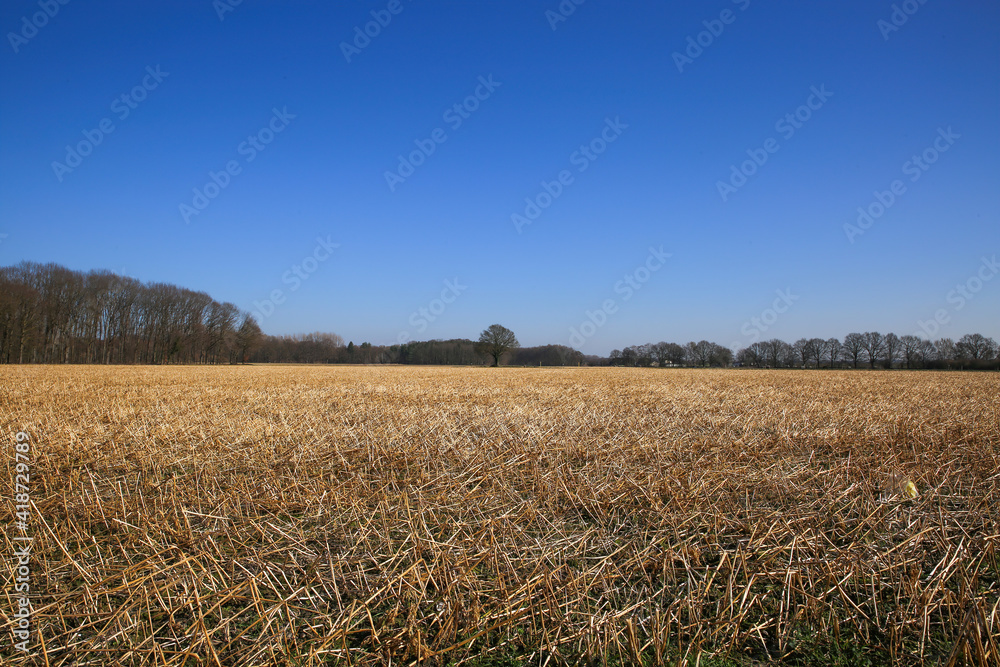 Fototapeta premium Panaoramic view on harvested crop field in winter, blurred bare trees background against deep blue cloudless sky - Germany, lower rhine area