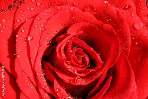 Macro closeup of isolated petals of red rose flower with water drops
