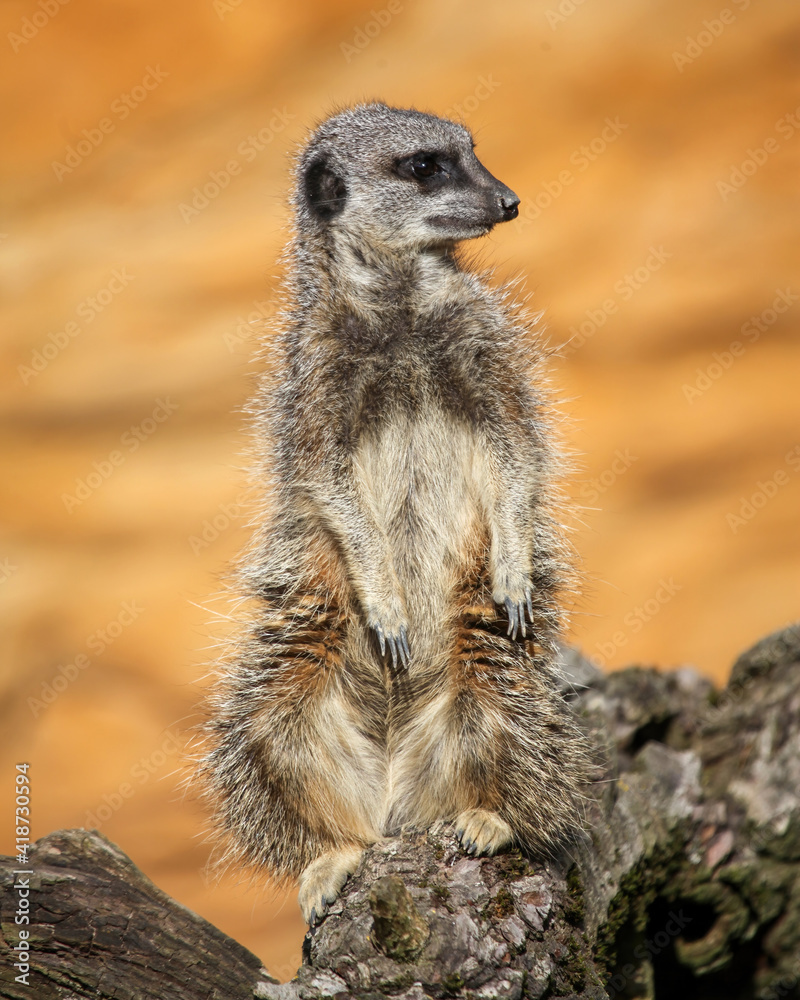 Fototapeta premium Meerkat