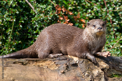 Asian small-clawed otter carrying an object in his paw