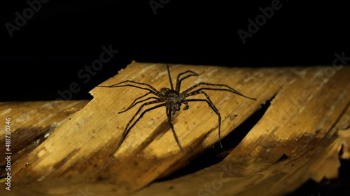 Water spider on a leaf Costa Rica nocturnal life night time Osa peninsula  photo