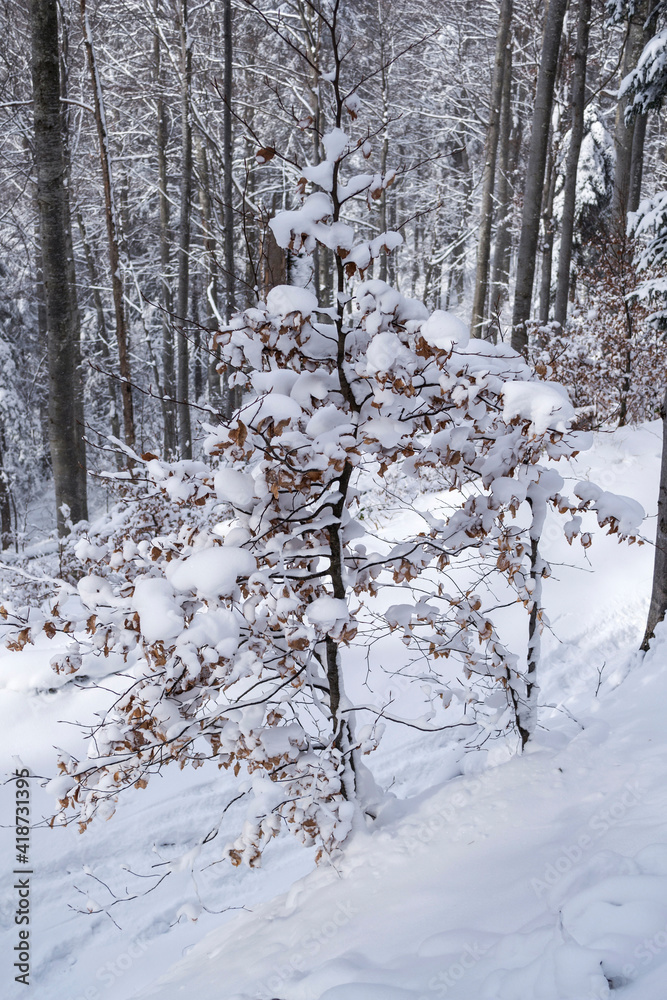 Winter landscape between Azuga and Valea Grecului. Road marked with a yellow triangle. Romania. Winter landscape between Azuga and Valea Grecului. Road marked with a yellow triangle. Romania.