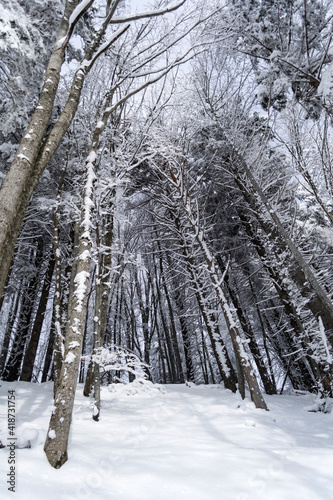 Winter landscape between Azuga and Valea Grecului. Road marked with a yellow triangle. Romania. photo