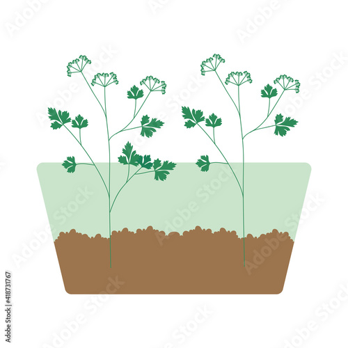 parsley sprouted grains
