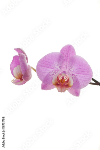 Orchid  es roses de face et de profil sur fond blanc lumineux