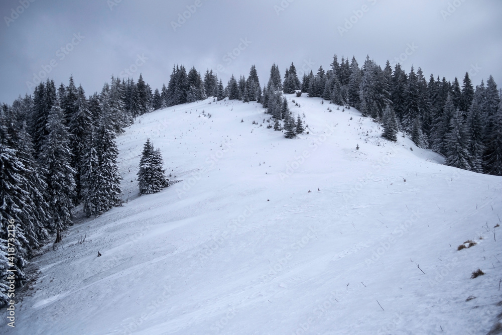 Winter landscape between Azuga and Grecul peak towards Gura Diham chalet. Road marked with a yellow triangle. Romania.