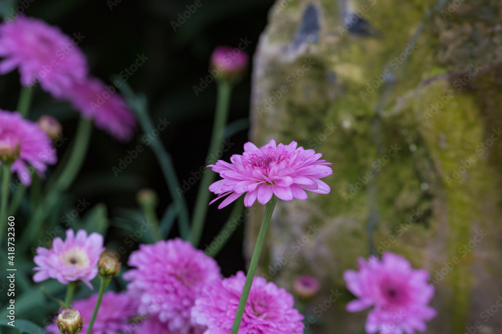 Asteraceae Chrysanthemum flowers wood outdoor blooming pink,Argyranthrmum frutescens Asteraceae Chrysanthemum flowers wood outdoor blooming pink,Argyranthrmum frutescens