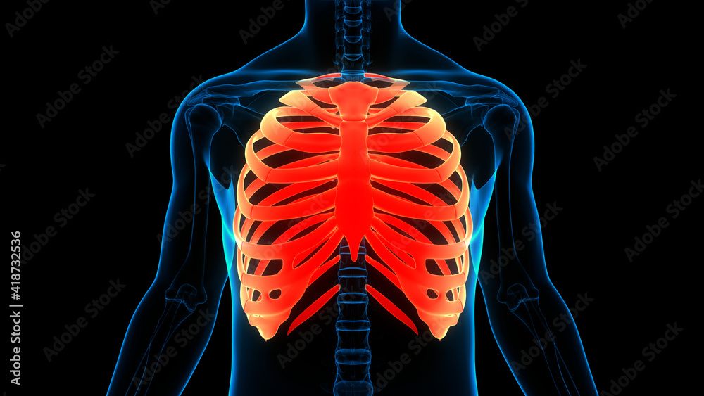 Human Skeleton System Rib Cage Bone Joints Anatomy Stock Illustration ...