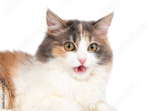 Bright fluffy funny cat isolated on the white background © Liza