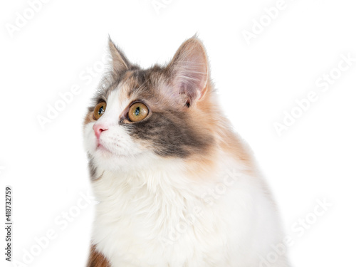 Bright fluffy funny cat isolated on the white background