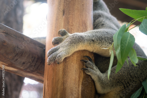 Photography A koala bear is hanging on the tree trunk during it sleepy