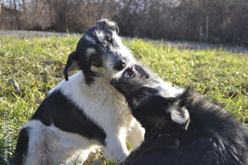 black and white dog
